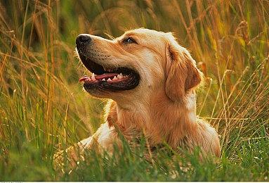 AMD FSR 2.0插件已适用于虚幻引擎4＆5 加速游戏采纳新技术