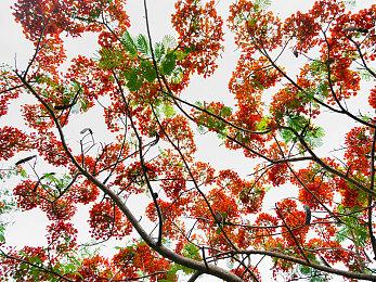 《奇迹时代4》DLC“巨龙黎明”6月20日上线 打造巨龙帝国